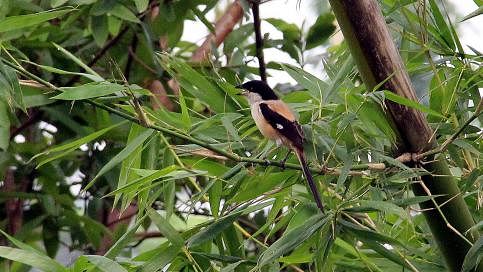 A bird perched on a bamboo branch in Dighi, Manikganj Sadar, Manikganj. The photo was taken by Abdul Momin on 30 May.