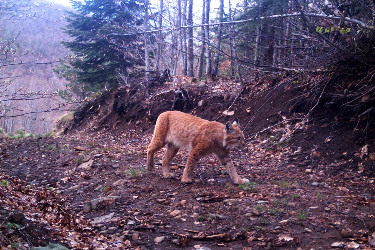 This undated handout camera trap picture provided by Protection and Preservation of Natural Environment in Albania (PPNEA) shows a Balkan lynx, classified as critically endangered, walking in Munella mountain near the city of Puka. Photo: AFP