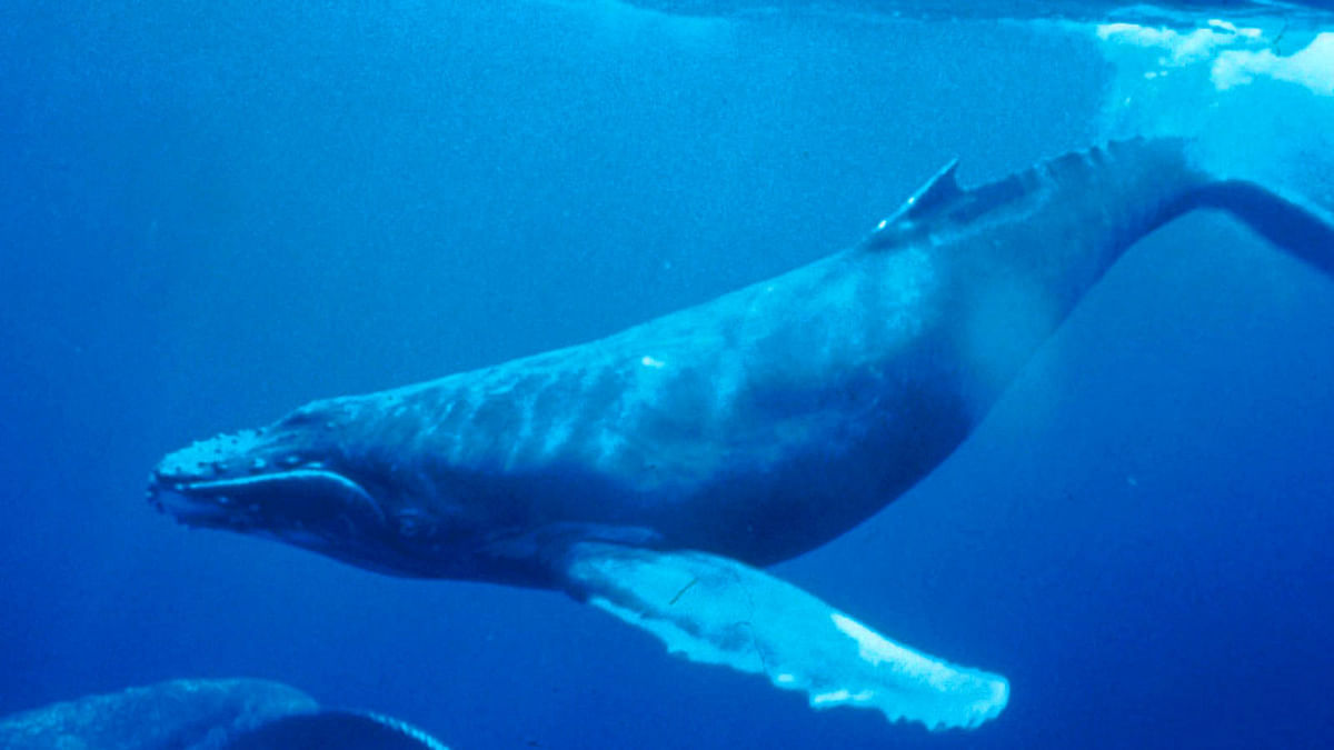 Illustration of a whale. Photo: Collected