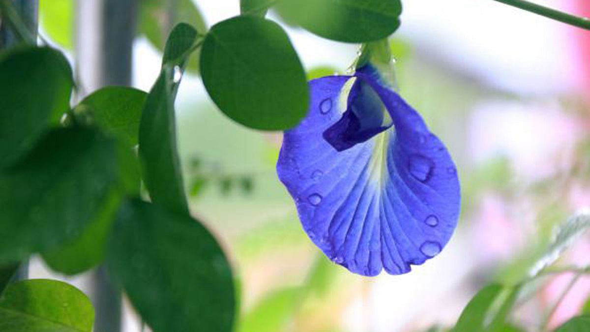 Raindrops on blue butterfly pea flowers. The photo was taken from Traffic More, Pabna on 24 May. Photo: Hasan Mahmud