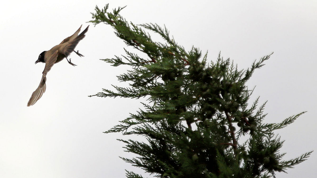 A Bulbul bird is seen near a tree in the southern village of Khiam, Lebanon on 2 June. Photo: Reuters