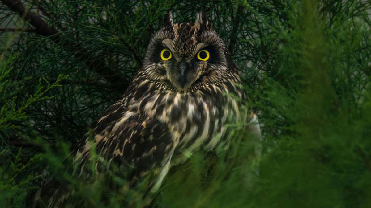 The photo of the short-eared owl (Asio flammeus) was recently taken by Asaf Ud Doula from Rajshahi.