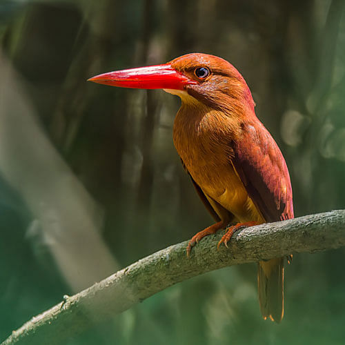 The picture of the ruddy kingfisher (Halcyon coromanda), a medium sized tree kingfisher, was taken from Sundarbans by Asaf Ud Doula recently.