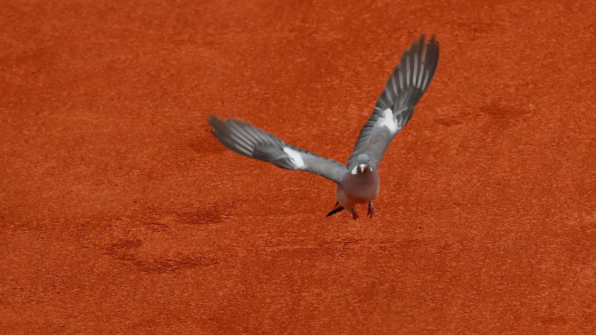 Tennis - French Open - Roland Garros, Paris, France - on 28 May 2018--General view of a bird during the first round match betwenn Spain`s Rafael Nadal and Italy`s Simone Bolelli. Photo: Reuters