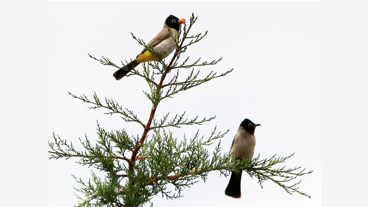 Bulbul birds are seen on a tree in the southern village of Khiam, Lebanon on 2 June 2018. Photo: Reuters