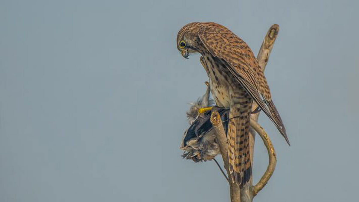 The common kestrel (Falco tinnunculus) was clicked from Rajshahi by Asaf Ud Doula recently.