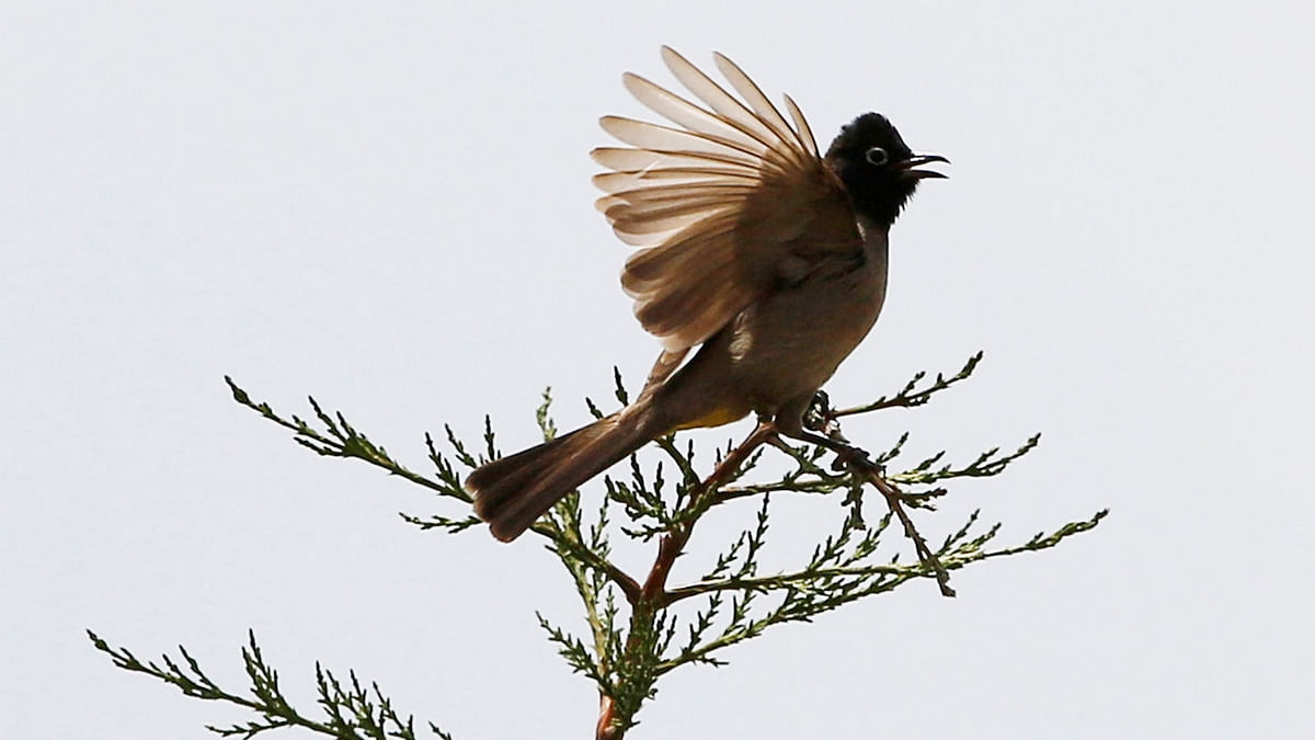 A Bulbul bird is seen near a tree in the southern village of Khiam, Lebanon on 2 June 2018. Photo: Reuters