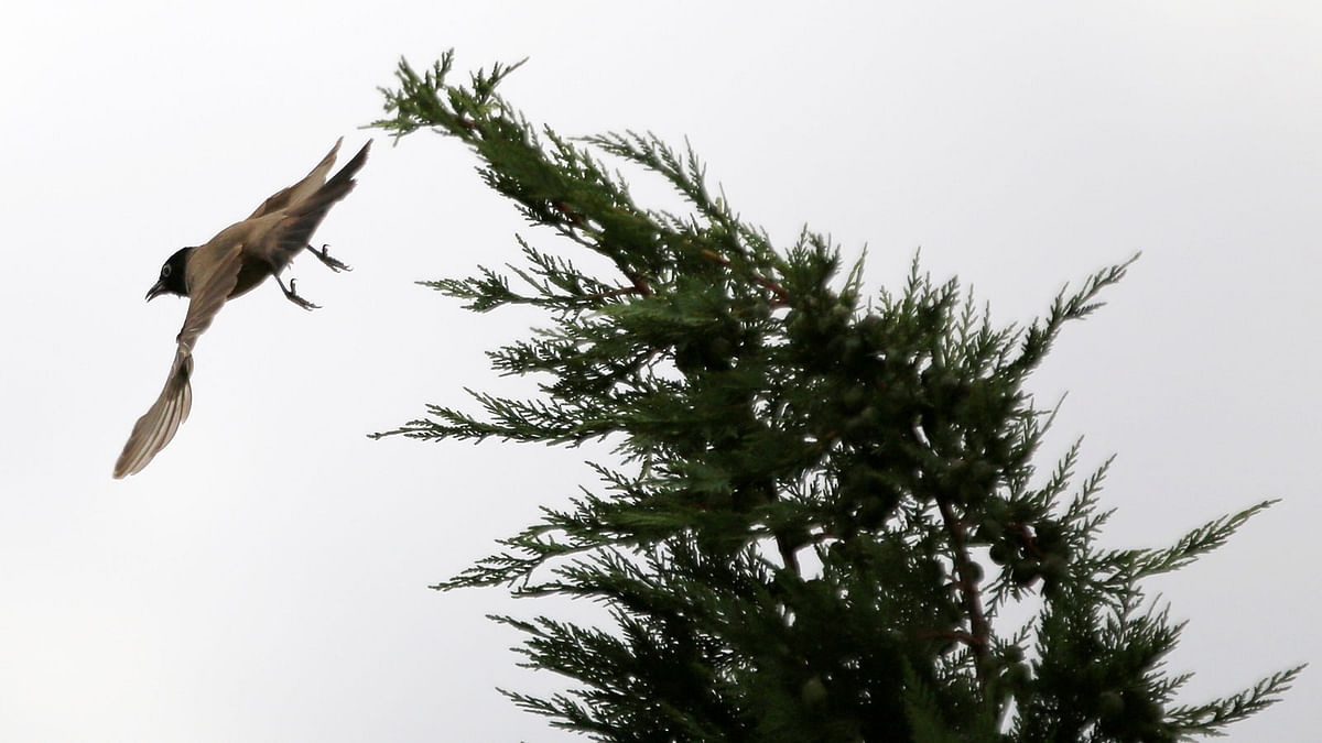 A Bulbul bird is seen on a tree in the southern village of Khiam, Lebanon on 2 June 2018. Photo: Reuters