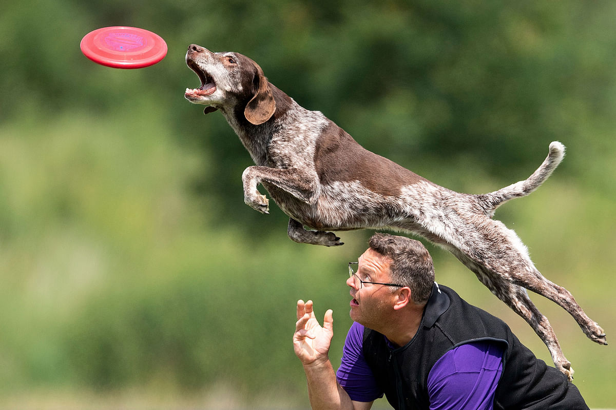 Rouche de Vries and his dog Bruno perform during the freestyle competition as part of a dog frisbee tournament in Erfstadt, Germany on 3 June. Photo:AP