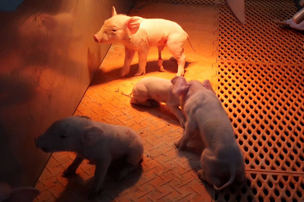 Newborn piglets stay warm inside Guangxi Yangxiang`s high-rise pig farm at Yaji Mountain Forest Park in Guangxi province, China on 21 March. Photo: Reuters