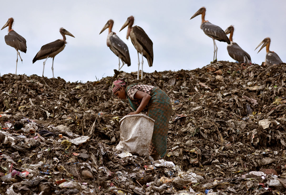 A scavenger collects recyclable items next to a flock of Greater Adjutant birds at a dump site in Guwahati, India on 4 June. Photo: Reuters