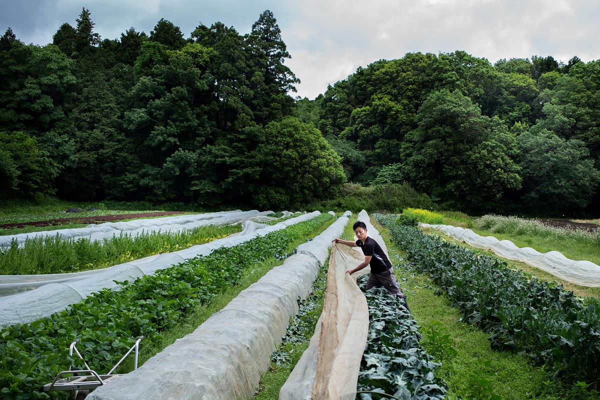 This picture taken on 24 May 2018 shows Yuya Shibakai working at his organic vegetable farm in Inzai, Chiba prefecture. Photo: AFP