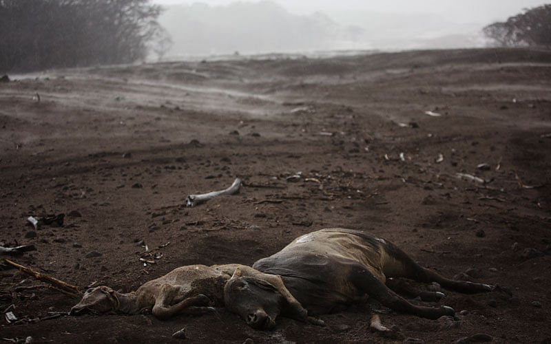 Cows lie dead amid steam rising from the hot volcanic ash following a light rain, near the Volcan de Fuego, or `Volcano of Fire,` in the El Rodeo hamlet of Escuintla, Guatemala, Wednesday on 6 June 2018. Photo: AP
