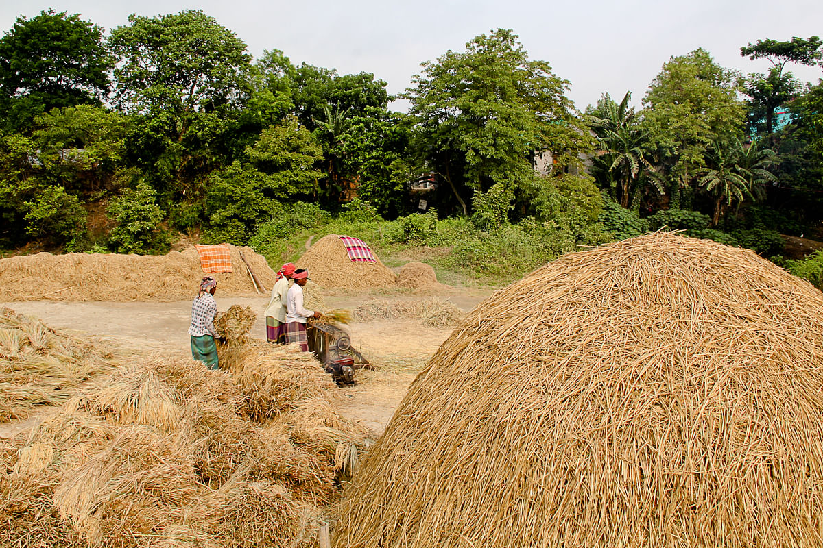 Bangladesh may impose a 28 per cent import tax on rice to support local farmers as production from the summer-sown crop is set to surpass the target, two government officials said. Photo: Collected