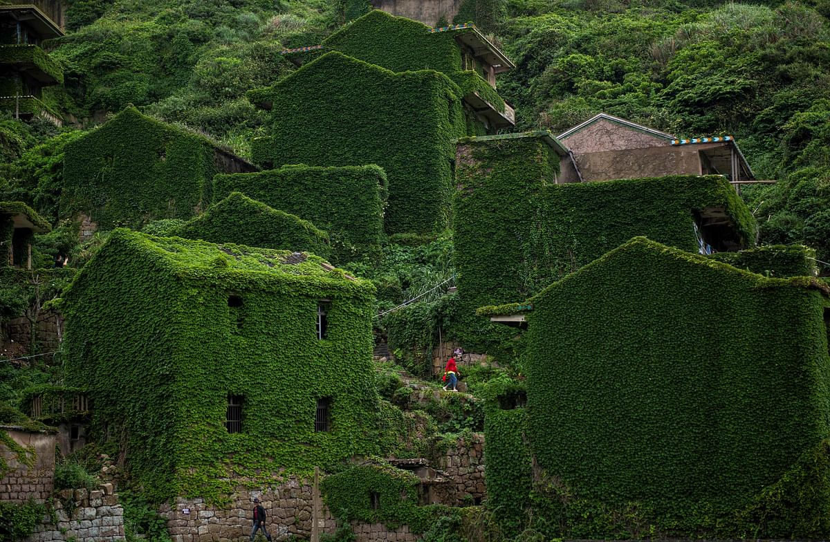 This picture taken on 31 May 2018 shows a villager walking between abandoned houses covered with overgrown vegetation in Houtouwan on Shengshan island, China`s eastern Zhejiang province. Photo: AFP
