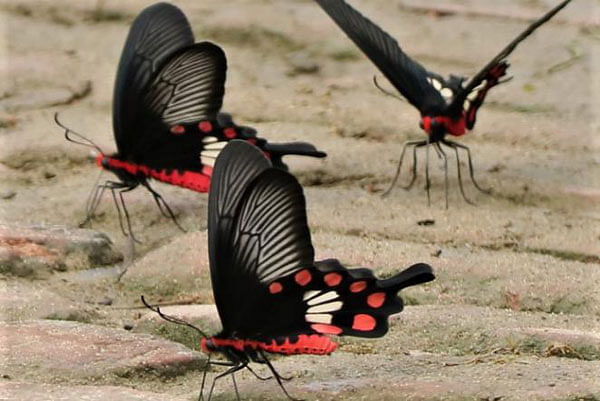 Rendezvous of three butterflies in Saapchhari Madhyappara area of Rangamati on 7 June. Photo: Supriya Chakma