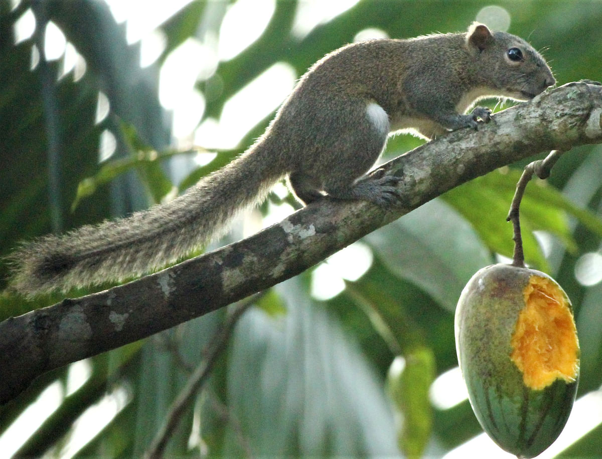 A squirrel tastes a ripe mango sitting on a tree in Lumbini area of Rangamati. Supriya Chakma took this photo on 9 June.
