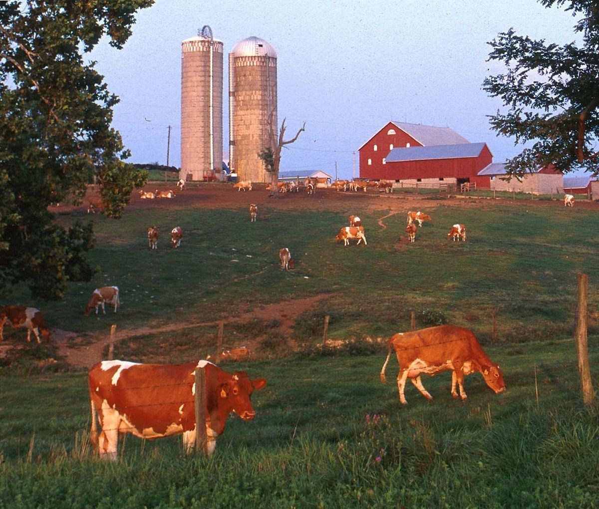 US farmers from rural areas are worried over dairy products price. Photo: Collected