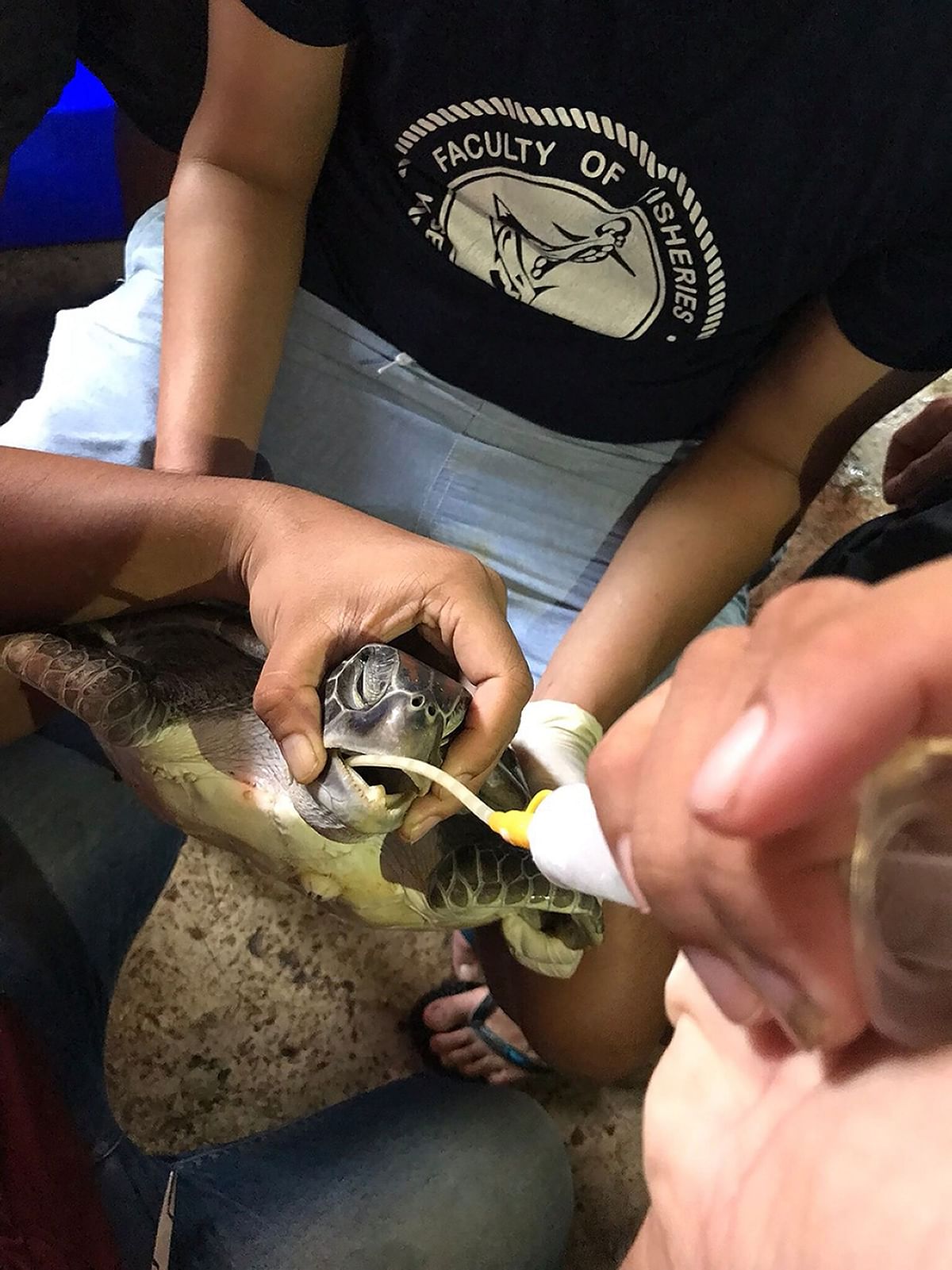 This handout picture taken on 6 June, 2018 and released by the Marine and Coastal Resource Research and Development Centre on 11 June, 2018 shows government veterinarians attempting to save a green turtle, a protected species, by intravenous feeding at the marine centre in Chantaburi province. Photo: AFP