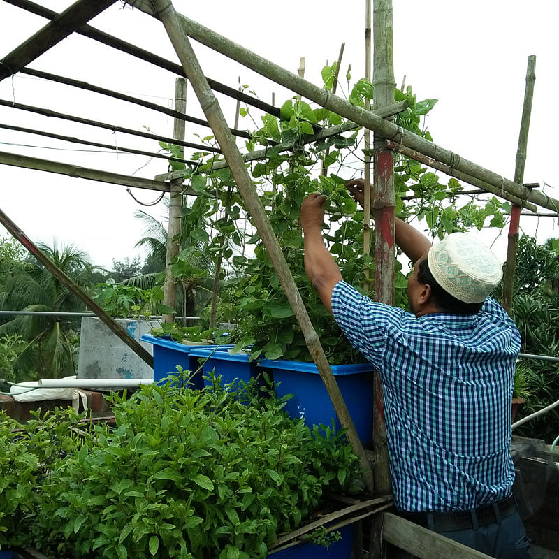 Abdus Salam working with his pointed gourd plants. The photo was taken on 31 May from Bangladesh Agriculture University in Mymensingh. Photo: Nusrat Nowrin