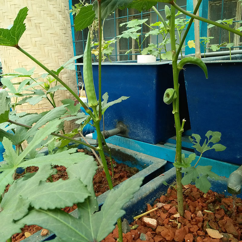An okra plant in a tank in Abdus Salam`s plant. The photo was taken on 31 May from Bangladesh Agriculture University in Mymensingh. Photo: Nusrat Nowrin
