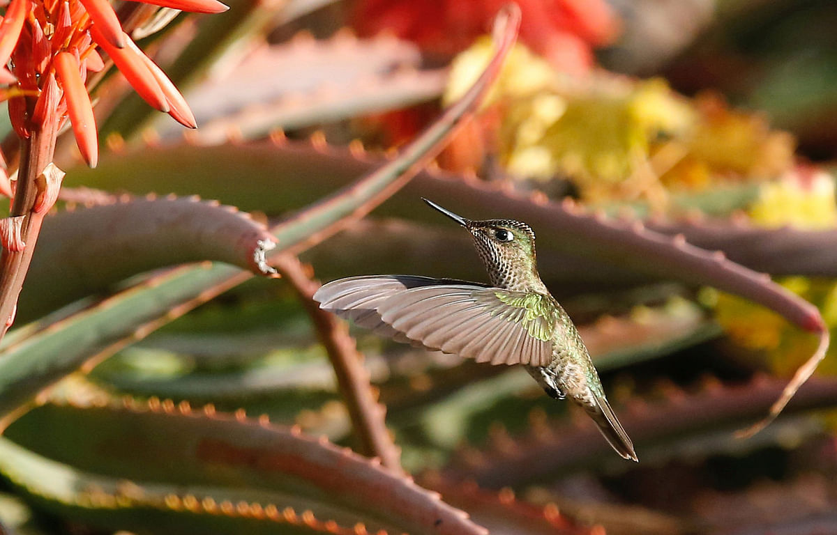A humming bird flies at a public square in Vina del Mar, Chile on 10 June. Photo: Reuters