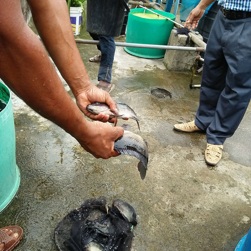 Tilapia from Abdus Salam`s aquaponics plant. The photo was taken on 31 May from Bangladesh Agriculture University in Mymensingh. Photo: Nusrat Nowrin