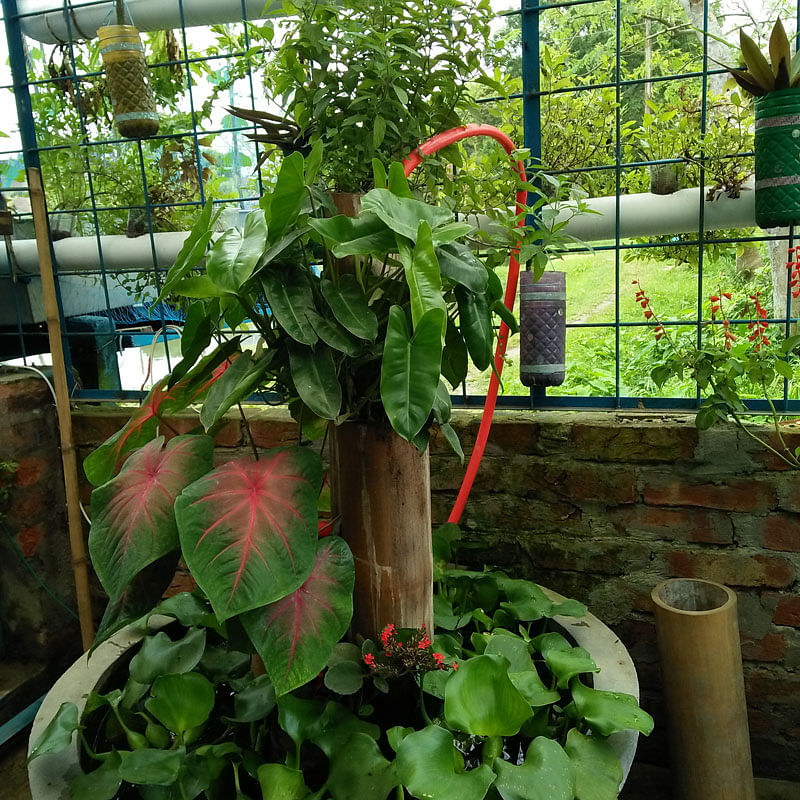 Decorative plants in in Abdus Salam`s plant. The photo was taken on 31 May from Bangladesh Agriculture University in Mymensingh. Photo: Nusrat Nowrin