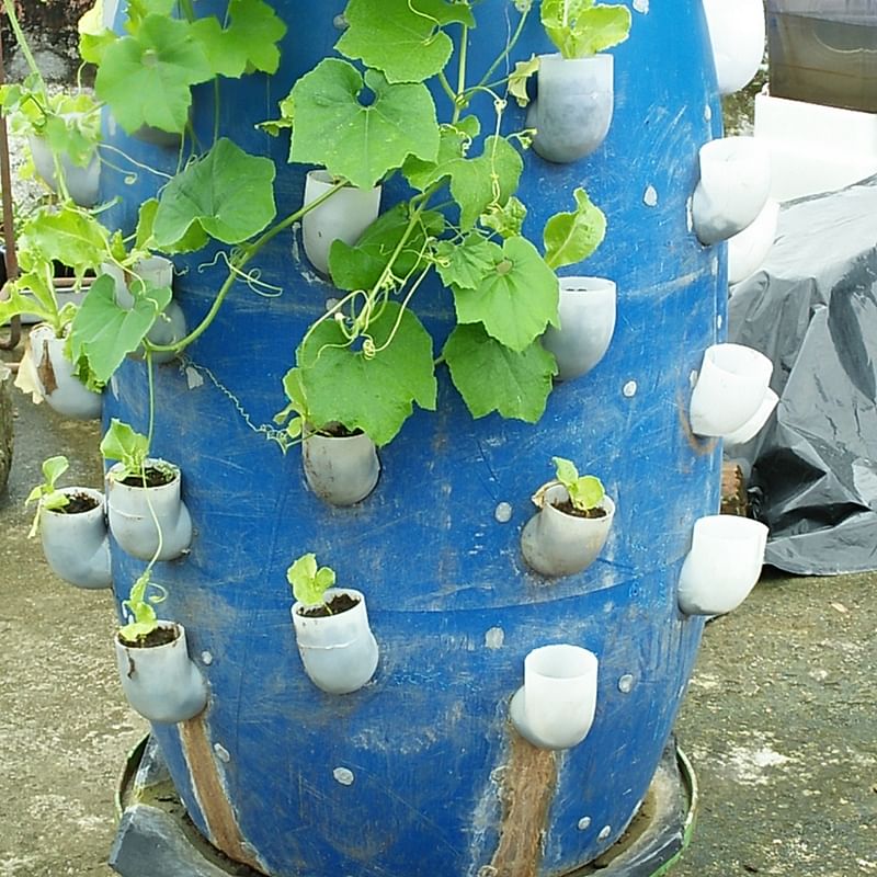 A plastic drum used for plant bed in Abdus Salam`s plant. The photo was taken on 31 May from Bangladesh Agriculture University in Mymensingh. Photo: Nusrat Nowrin