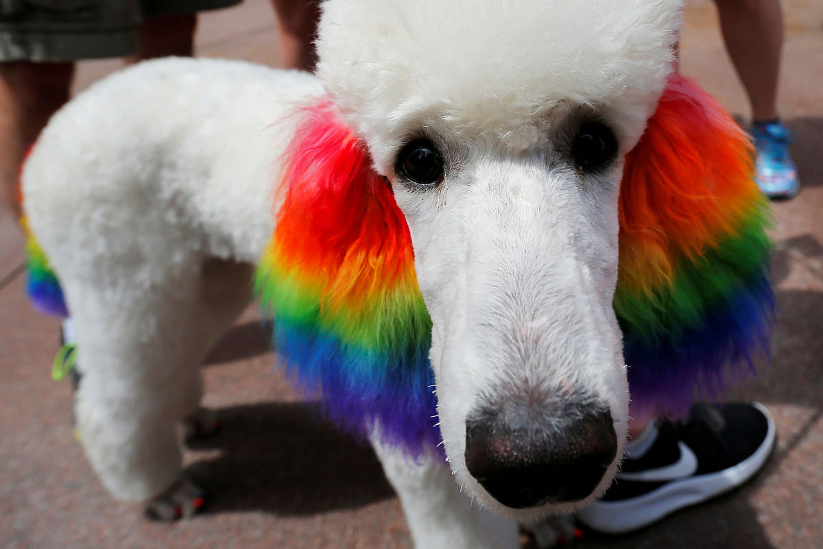 A poodle named Claire has her ears dyed with rainbow colours for Boston`s 48th Pride Parade in support of protest for  LGBTQ rights in Boston, Massachusetts, US on 9 June. Photo: Reuters