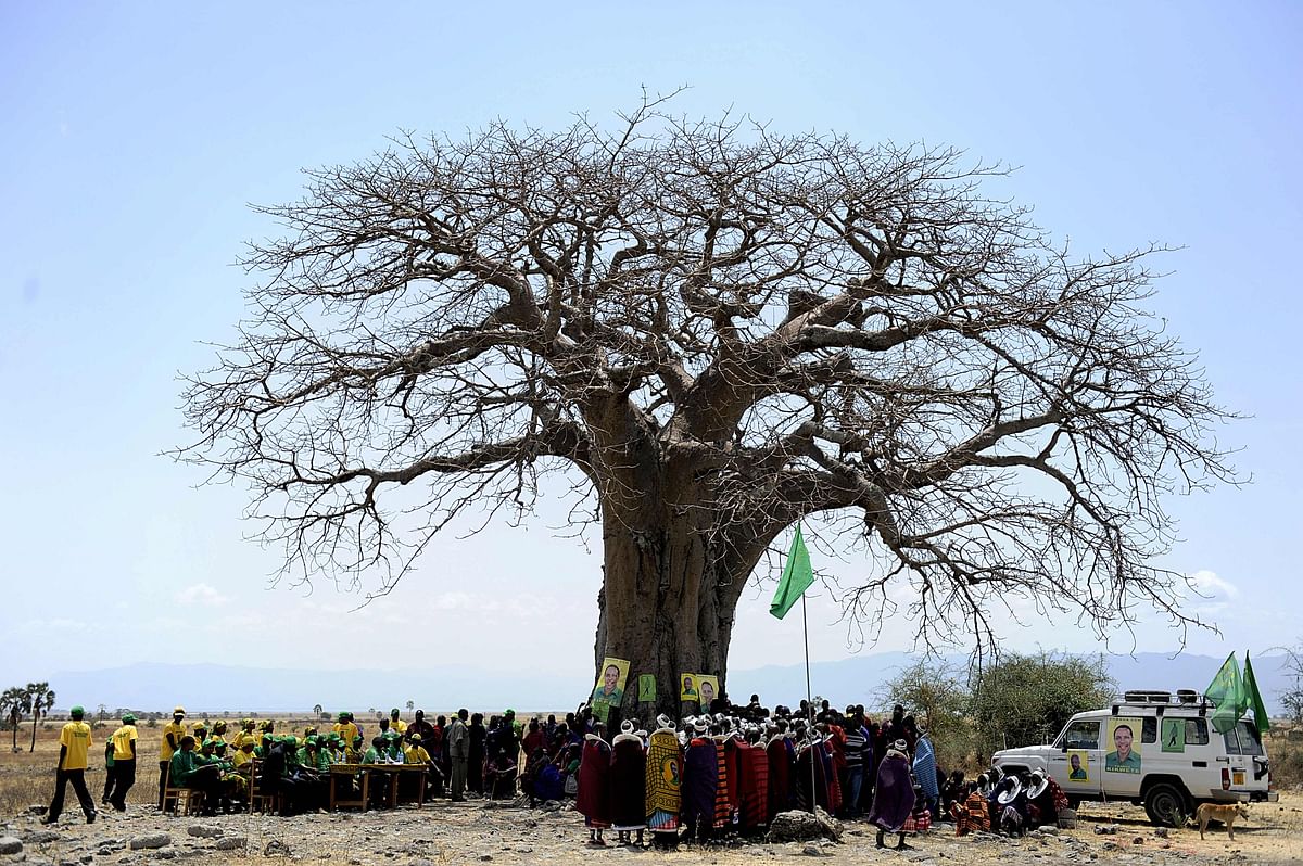 In this file photo taken on 26 October 2010 Maasai people gather under a baobab tree at Oltukai, 100 km west of Arusha, Tanzania, during a political rally organised by the incumbent Monduli Member of Parliament. Photo: AFP  Africa`s oldest baobabs fading: Study