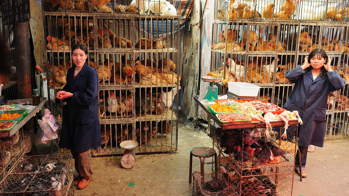 Chicken market in Xining, Qinghai province, China. Photo: Collected