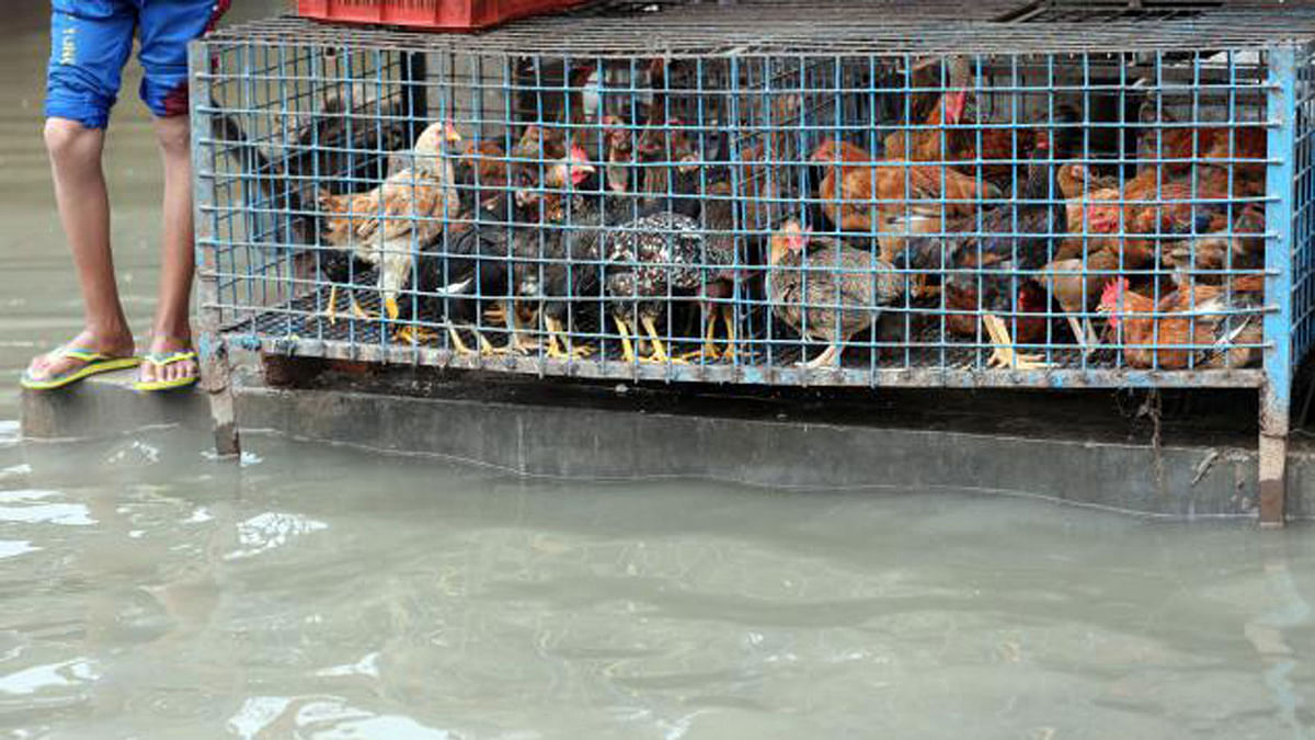 A chicken cage about to be submerged by the floodwater caused by an excessive rain on Sunday in CDA area of Chattogram. The photo was taken by Jewel Shil on 11 June
