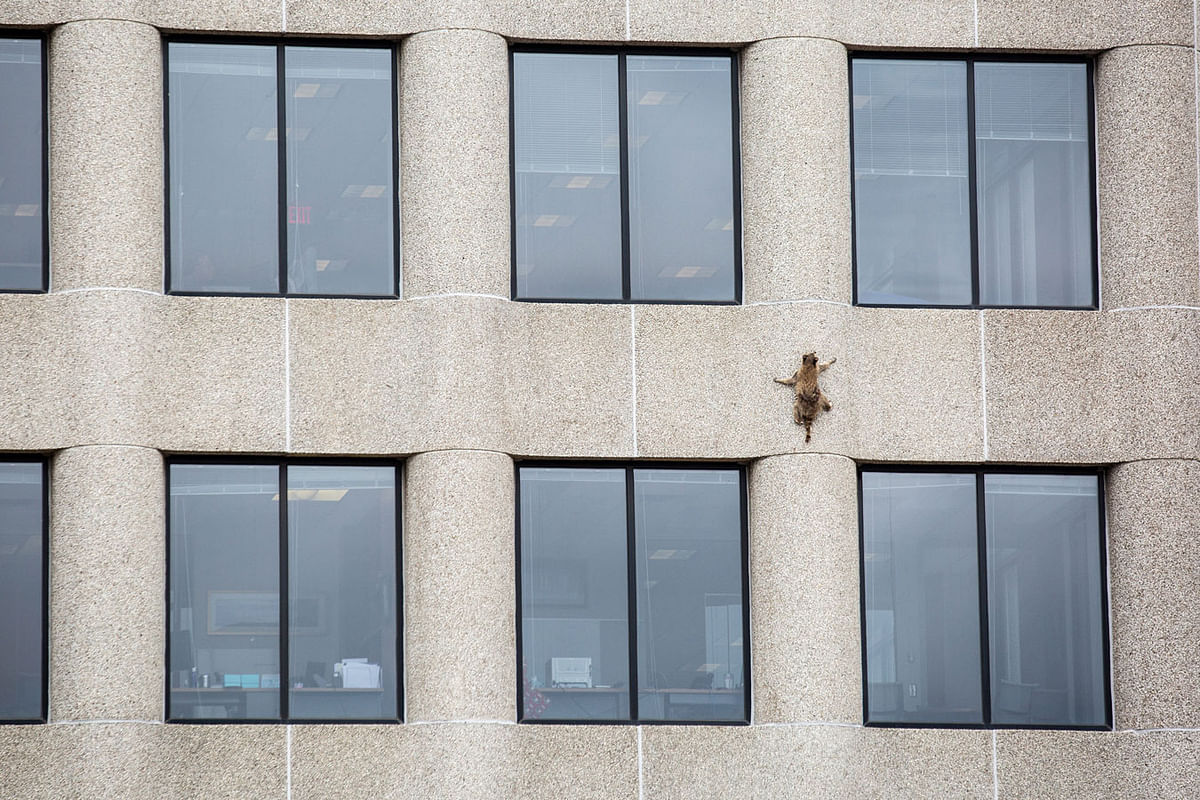 A raccoon scurries up the side of the UBS Plaza building in Saint Paul, Minnesota, US on 12 June 2018, in this image obtained from social media. Photo: Reuters