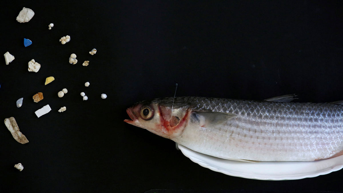 A grey mullet is shown next to microplastic found in Hong Kong waters during a Greenpeace news conference in Hong Kong, China, on 23 April 2018. Reuters File Photo