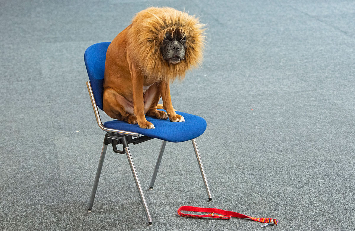 A boxer dog dressed a a lion waits before a performance during an international dog and cat exhibition in Erfurt, Germany on 16 June. Photo: AP