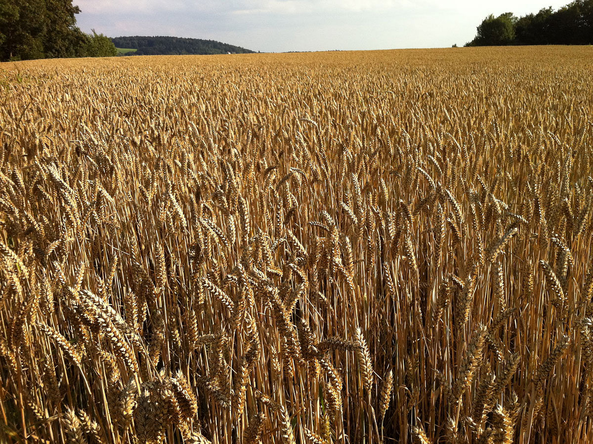 A field of wheat. Japan and South Korea halted Canadian wheat imports over safety risks. Photo: Collected