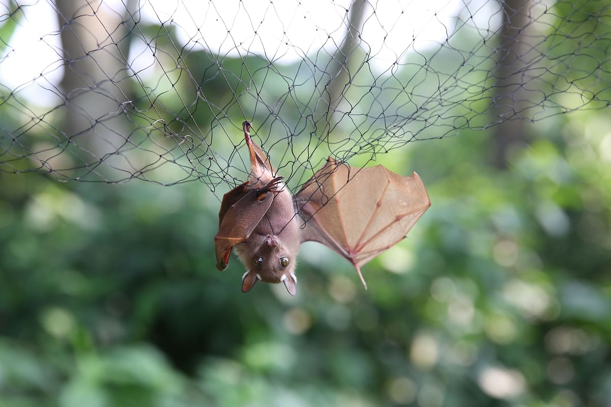 Bats are trapped in nets to be examined for possible viruses load at the Franceville International Centre of Medical Research (CIRMF) is seen on 13 June 2018 in Franceville. Photo: AFP