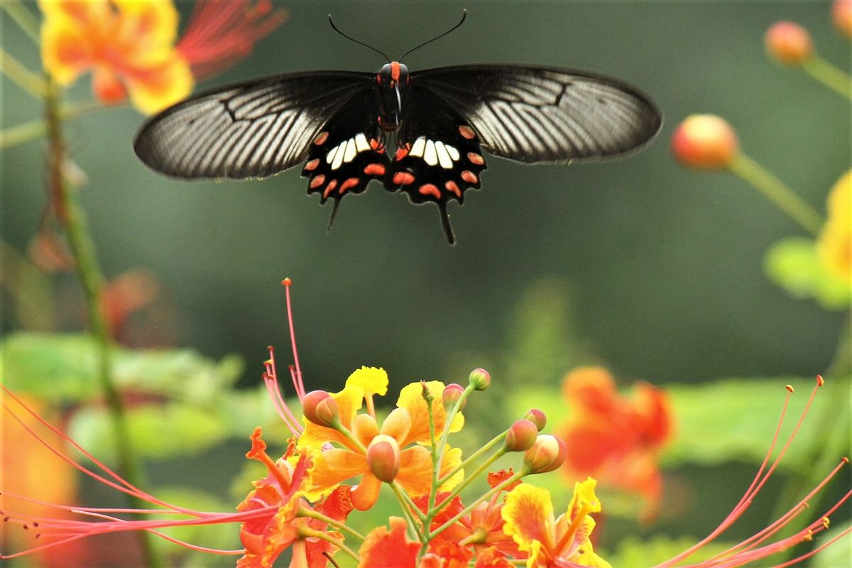 A butterfly hovers above flowers at a resort in Rangamati on 18 June. Supriya Chakma