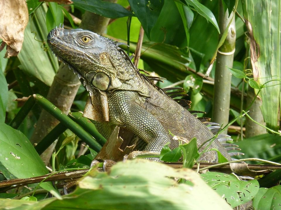 Costa Rica jungle rain forest iguana. Costa Rican women teach tourists jungle secrets. Photo: Collected