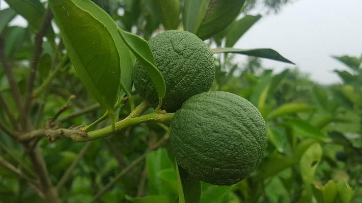 Unripe oranges in an orchard of Puichhari, Bashkhali, Chattogram. A recent photo by Himel Barua