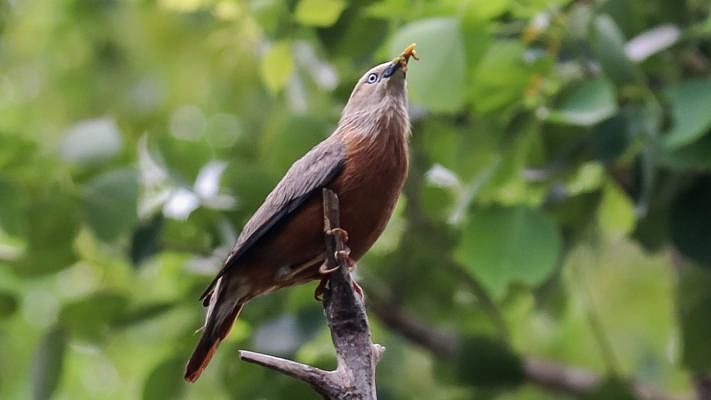 A myna with food in its beak, clicked by Saddam Hossain at Rayermahal, Khulna on 19 June