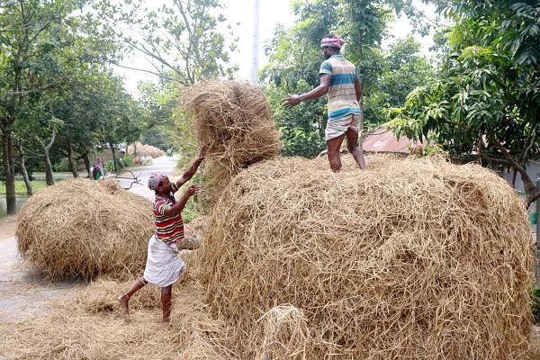 A farmer storing hay after sifting paddy. The straw will be used to feed cattle in the monsoon when the rainwater submerges pastures. The photo was taken from Bhurbhuria, Malanchi, Pabna on 20 June. Photo: Hasan Mahmud