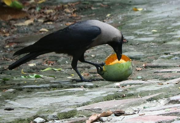 A crow pecks at a ripe mango. This photo was taken by Soel Rana from Seujgari, Bagura on 20 June