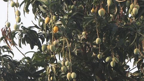 Mangoes hanging from a tree in Sutrapur, Ghorapotti, Bagura. The photo was taken by Soel Rana on 20 June