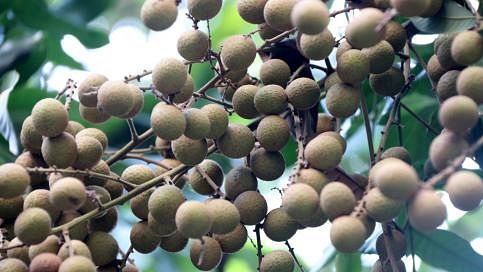 `Longans` are a tasty fruit, similar to lychees. It`s known as kathlichu or ashhfal locally. The photo was taken by Soel Rana from Ghorapotti, Bagura on 20 June