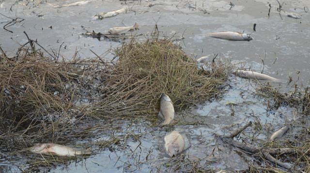 Scores of dead fish floating at a 15-km stretch of Halda River. Photo: Prothom Alo