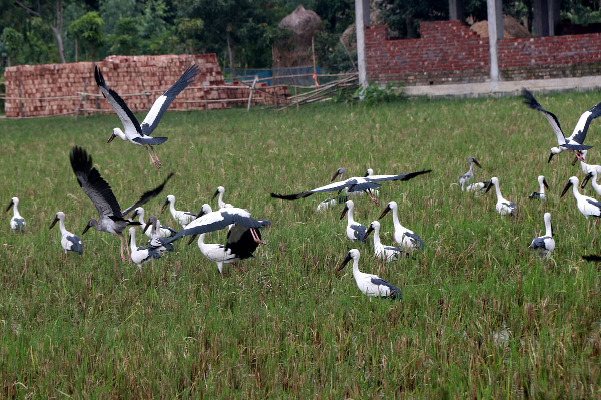 A flock of Asian Openbill are in search of food on a rice field in Isabpur village of Kahalu upazila in Bogura on 23 June. Photo: Soel Rana