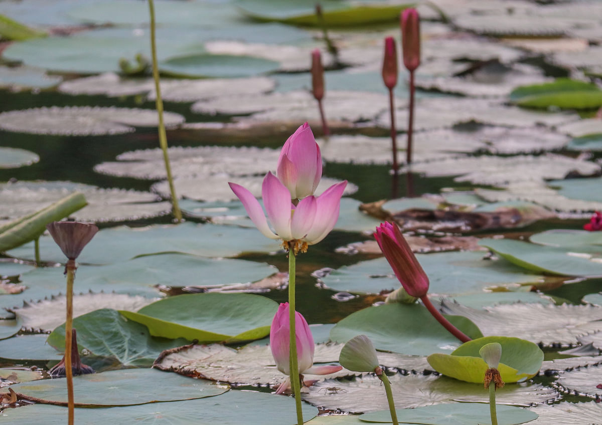 Blooming lotus and lilies in a pond in Khulna University of Engineering and Technology. Saddam Hossain took this photo on 22 June.