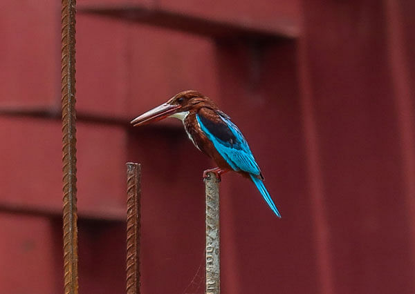 A colourful kingfisher perches on an iron rod at the new rail station area of Khulna on 25 June. Photo: Saddam Hossain